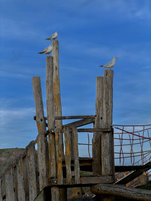 Three seagulls are perched on weathered wooden posts of a rustic outdoor play structure, which includes vertical posts, some leaning and uneven, with a horizontal plank and a netted climbing area. The wooden elements display rough textures, natural grains, and aged, weathered finishes in shades of grey and brown. The structure is situated in an open outdoor environment with a clear blue sky featuring thin, wispy clouds in the background, reflecting natural daylight. The scene captures a peaceful moment of avian activity in a setting that could be part of a park or playground near a coastal or seaside area. This image, depicting a quiet outdoor scene, subtly aligns with themes of independent outdoor activities and environments where waste management services like those from Rubbish Collection Ruislip could support maintenance and cleanup efforts to preserve natural spaces.